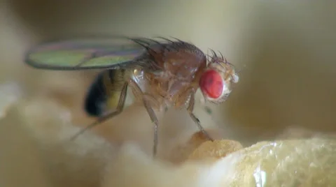Housefly musca macro Stock Footage