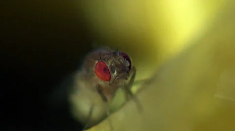 Housefly musca macro Stock Footage
