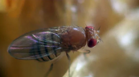Housefly musca macro Stock Footage