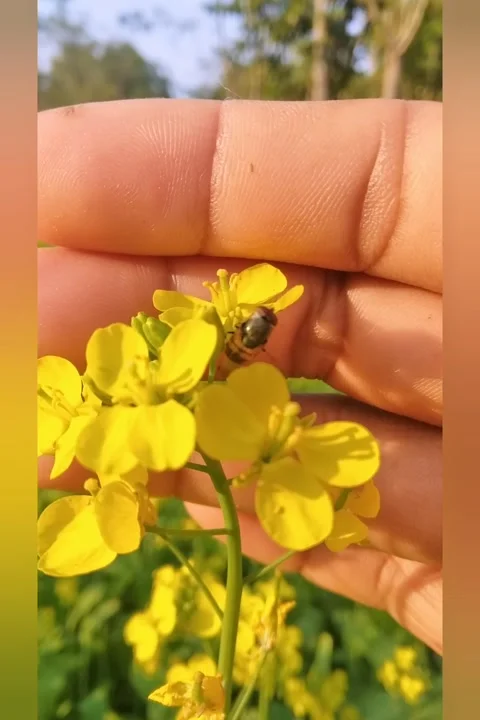 Housefly in mustard flower Stock Footage 167059773