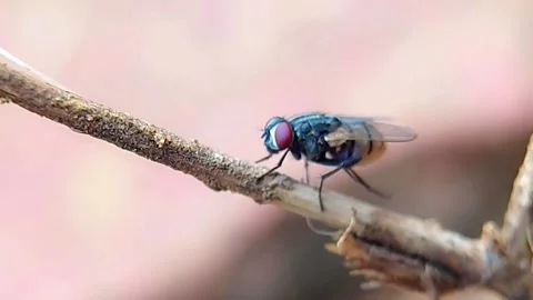 Housefly Perched on Dry Twig Macro for Pest Control Stock Footage 346054482