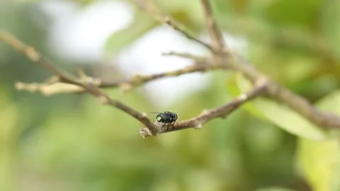 Housefly perking on a flower. Fly standing on a green plant Stock Footage 168043403