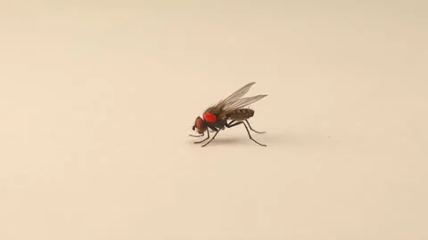 Housefly, Phoretic Mite (Mites, Ticks) parasite, parasites. Biological control Stock Footage 202057315
