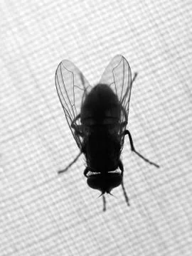 Housefly 스톡 사진