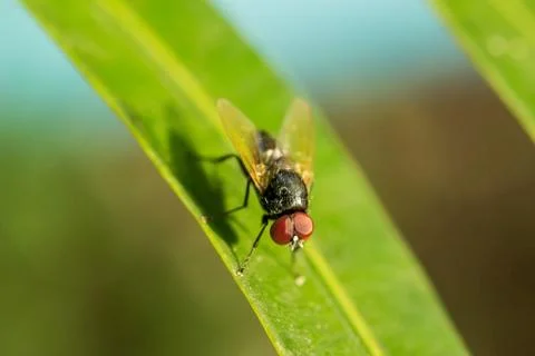 Housefly Stock Photos