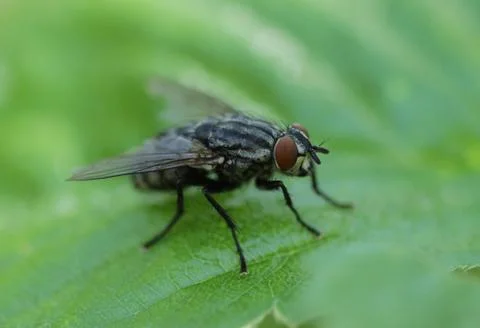 Housefly 스톡 사진