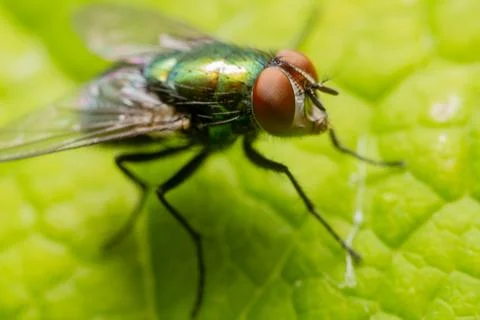 Housefly Stock Photos