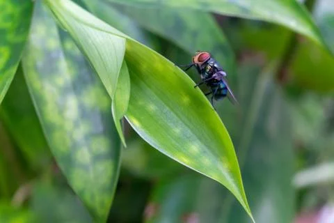 Housefly Stock Photos