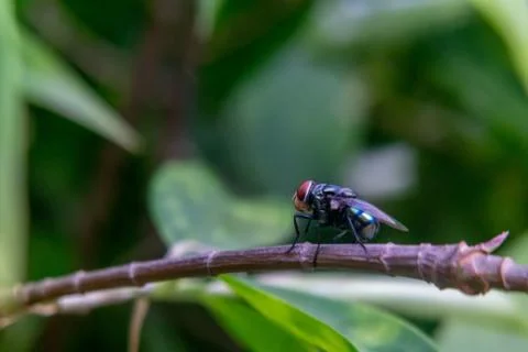 Housefly Stock Photos