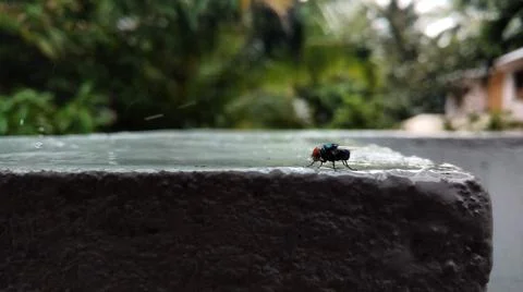 A housefly  Stock Photos