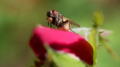 Housefly on red rosebuds Stock Footage 242657770
