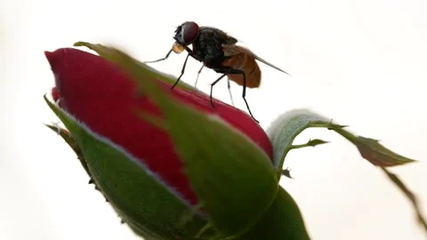 Housefly on red rosebuds Stock Footage 242657880