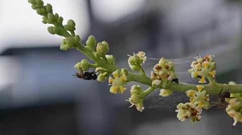 Housefly resting on the branches 写真素材