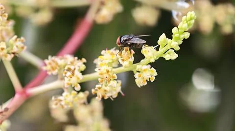 Housefly resting on the branches 写真素材