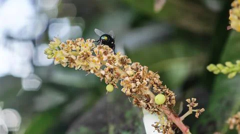 Housefly resting on the branches 写真素材