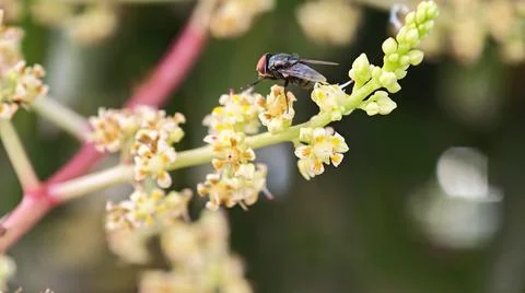 Housefly resting on the branches 写真素材