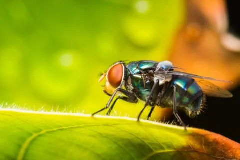 Housefly resting on green leaf Stock Photos