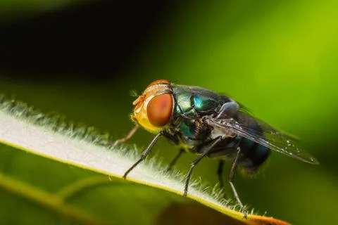 Housefly resting on green leaf Stock Photos