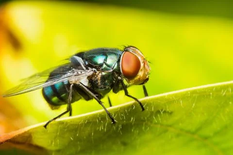 Housefly resting on green leaf Stock Photos