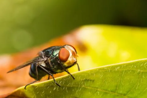 Housefly resting on green leaf Stock Photos