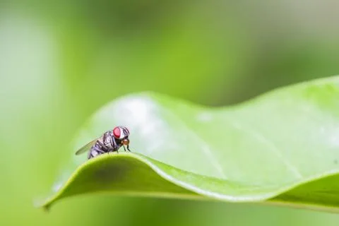 Housefly resting on green leaf Stock Photos