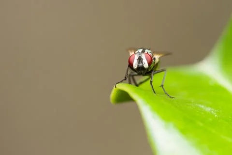 Housefly resting on green leaf Stock Photos