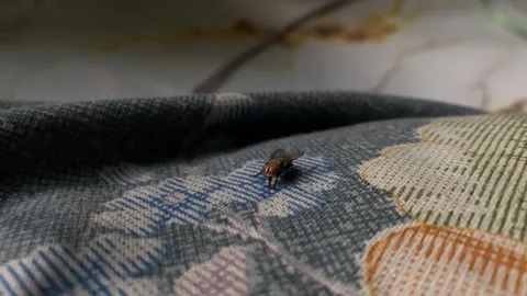 Housefly Resting On Patterned Fabric Surface. - closeup shot Stock Footage 345950704