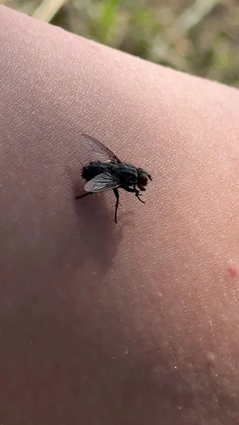 Housefly rubbing its front legs while sitting on human skin outdoors. Insect mac Stock Footage 336389104