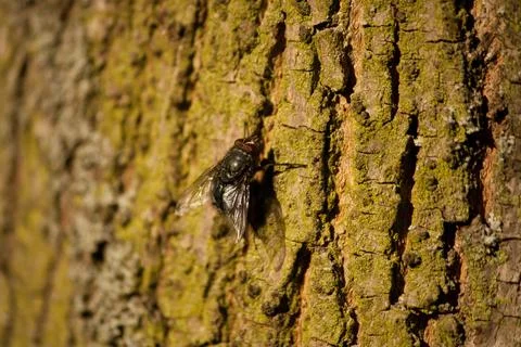 Housefly sitting on a tree Stock Photos