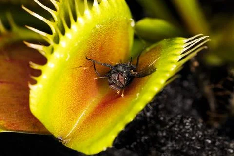 A housefly sticks in a carnivorous plant Venus flytrap Dionaea muscipula Foto stock