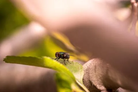 Housefly sunning on a leaf Stock Photos