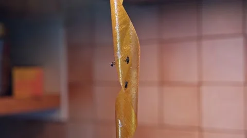 Housefly Trapped on Sticky Greasy Disgusting Adhesive Flypaper Tape Hanging Down Stock Footage 201160941