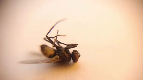 Housefly under a microscope. fly isolated. insect dies from repellents. insects Stock Footage 142294627