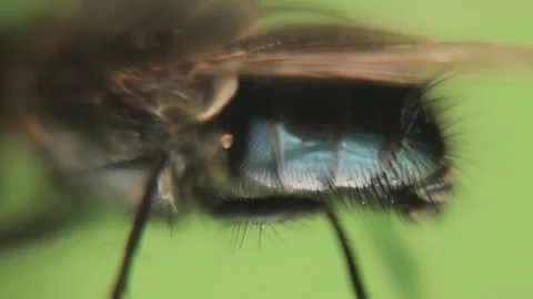 Housefly under a microscope. Haltere is seen vibrating under the wing. Halteres Stock Footage 245346732