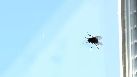 Housefly walk the window Stock Footage 100544281