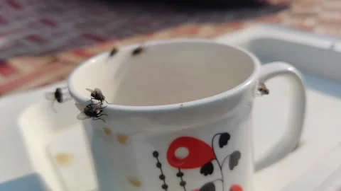 Housefly on white coffee cup Stock Footage 256977150