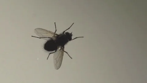 Housefly on a window Stock Footage 81991802