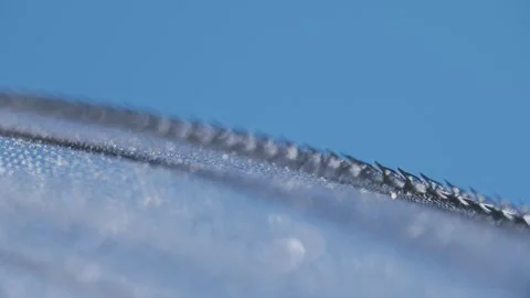 Housefly wing setae Video stock 321386073