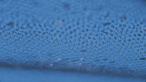 Housefly wing setae Stock Footage 321386084