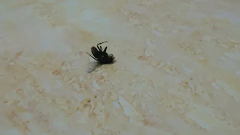 Houseflying dying because of bug spray on floor Stock Footage 326205120
