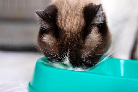 Household cat in kitchen actively devouring meal from vibrant turquoise bowl Stock Photos
