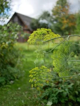 Household plot in the summer. Stockfoto's