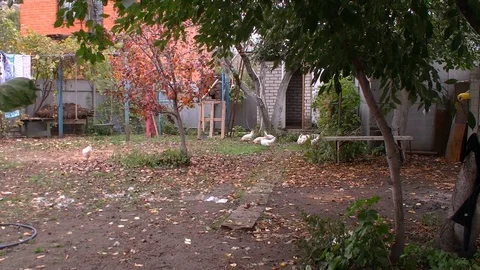 Household with walking chickens Video stock 71651561