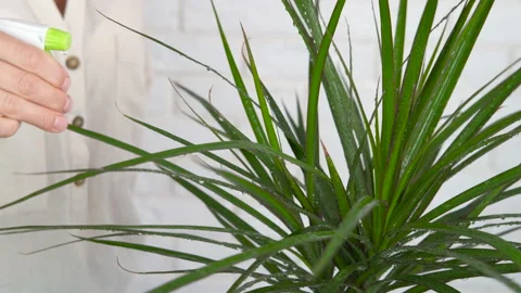 Housekeeping with flowers. Stock Footage 147056859