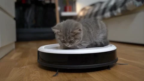 Housekeeping help, new technology, smart home, daily vacuuming. Cute sleepy Stock Footage 155073786