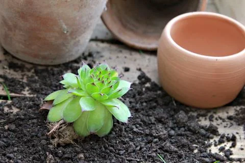 Houseleek Stock Photos