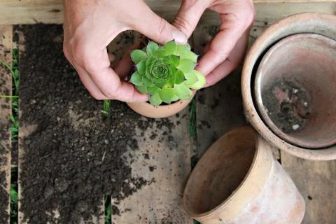 Houseleek Stock Photos