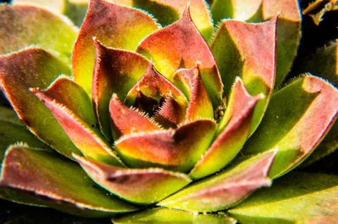 Houseleek Stock Photos