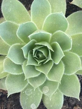 Houseleek Stock Photos