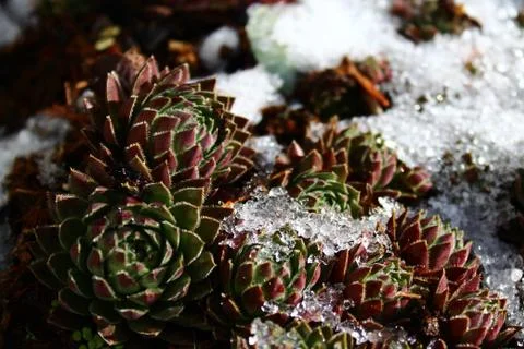 Houseleek in the snow Stock Photos